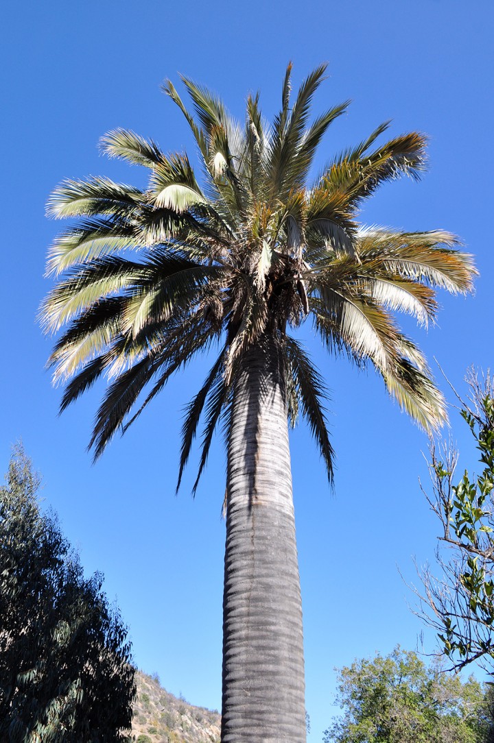 palm tree