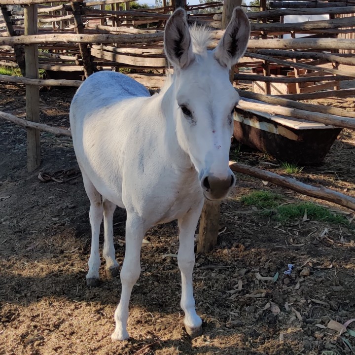 Flora, das Maskottchen von AYCA LA FLORA