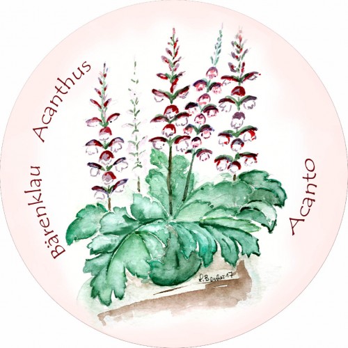 Bärenklau – Acanto – Acanthus – Acanthus