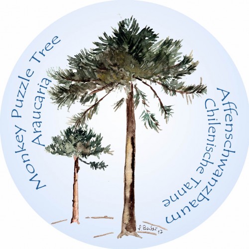 Pinie – Araucaria – Pine – Araucaria araucana