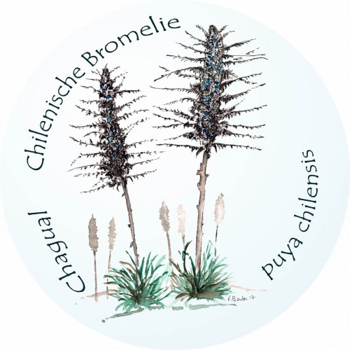 Bromelie – Chagual – Bromelia – Puya chilensis