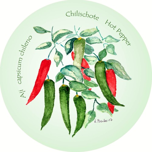 Chilischote – Aji – Hot pepper – Capsicum chileno