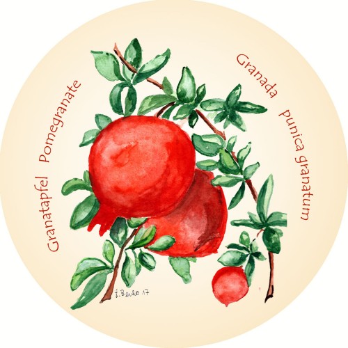 Granatapfel – Granada – Pomegranate – Punica granatum