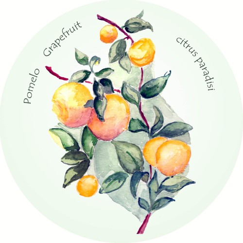 Grapefruit – Pomelo – Grapefruit – Citrus paradisi