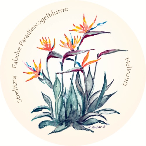 Paradiesvogelblume – Heliconia – Birds-of-paradise – Heliconia