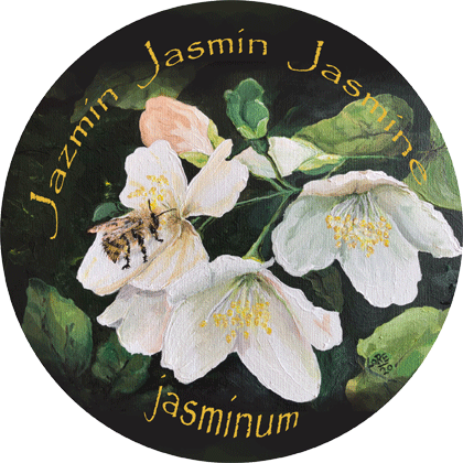 Jasmin – Jazmin – Jasmine – Jasminum