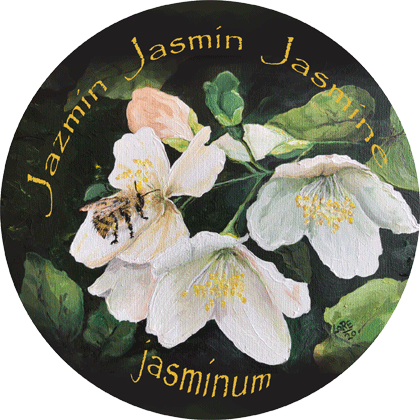 Jasmin – Jazmín – Jasmine – Jasminum