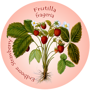 Erdbeere – Frutilla – Strawberry – Fragaria