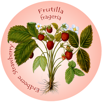 Erdbeere – Frutilla – Strawberry – Frageria