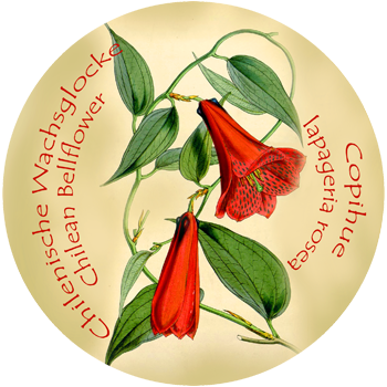 Wachsglocke – Copihue – Bellflower – Lapageria rosea